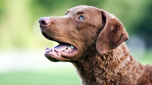 Chesapeake Bay Retriever Dog Breed Information | Purina